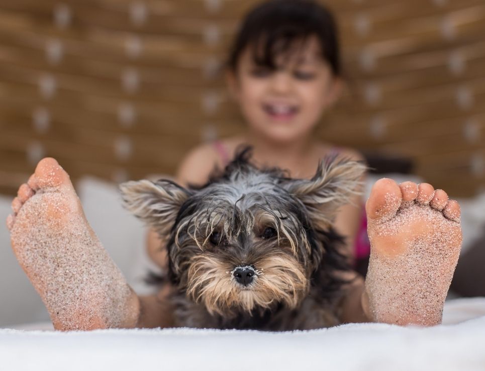 Hoteles Pet Friendly de Riviera Nayarit para consentir a tu mascota