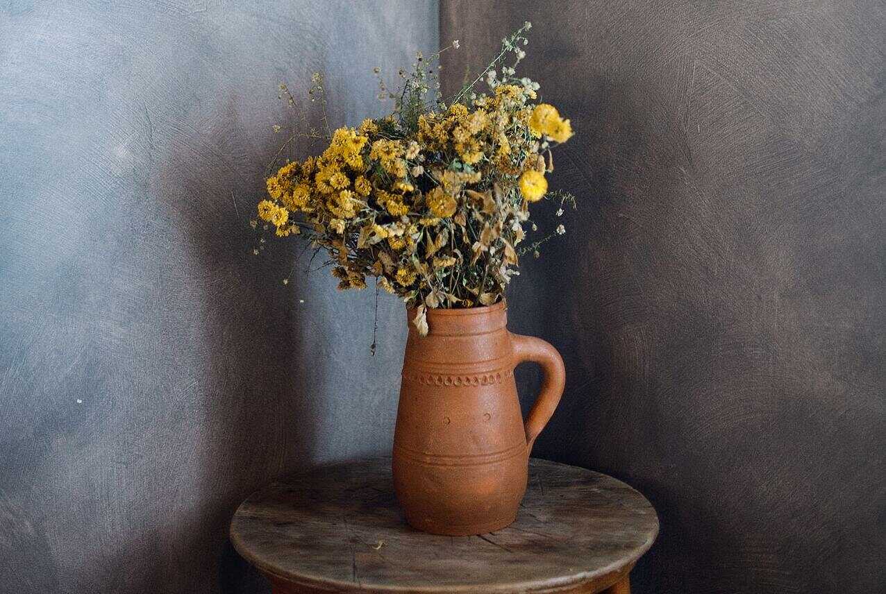 Terribles errores que hacen que tus plantas se vean feas y maltratadas