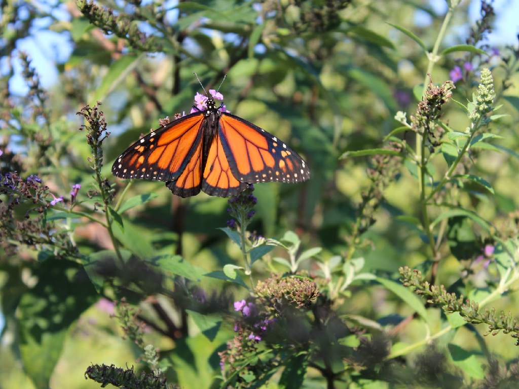 ¡Se reabren santuarios de la mariposa monarca!