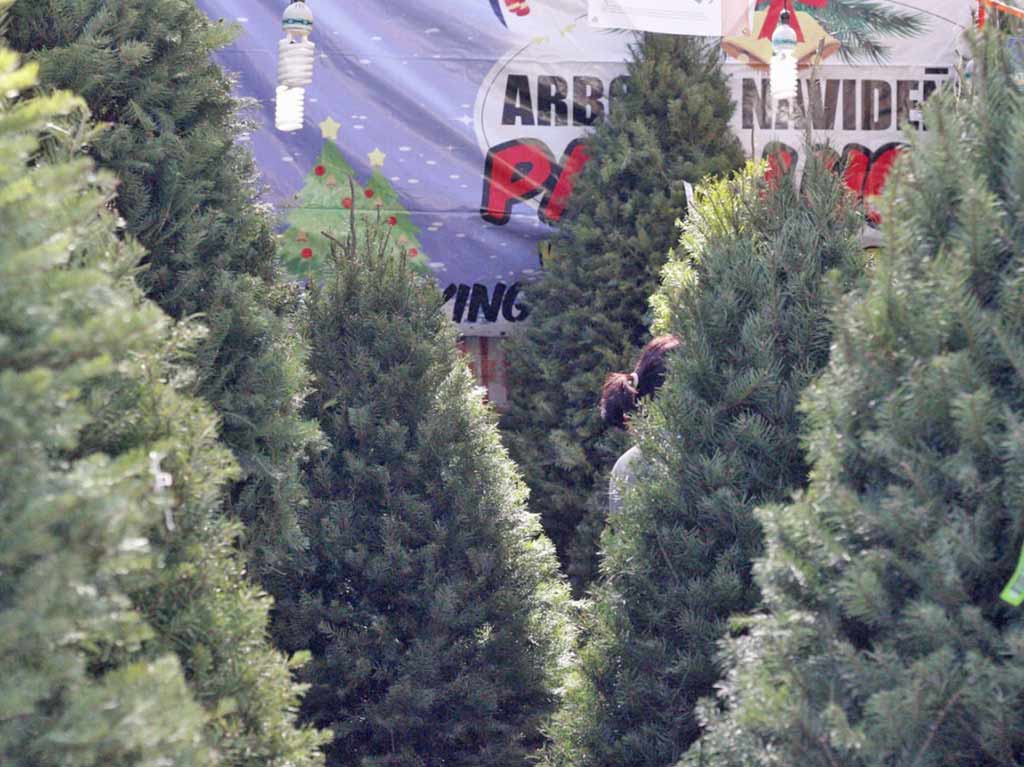 Cuánto cuestan los árboles de Navidad en los mercados de CDMX