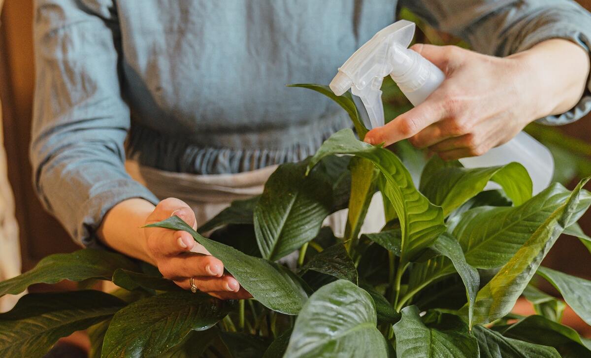 Cómo hacer fertilizante casero para proteger tus plantas del invierno