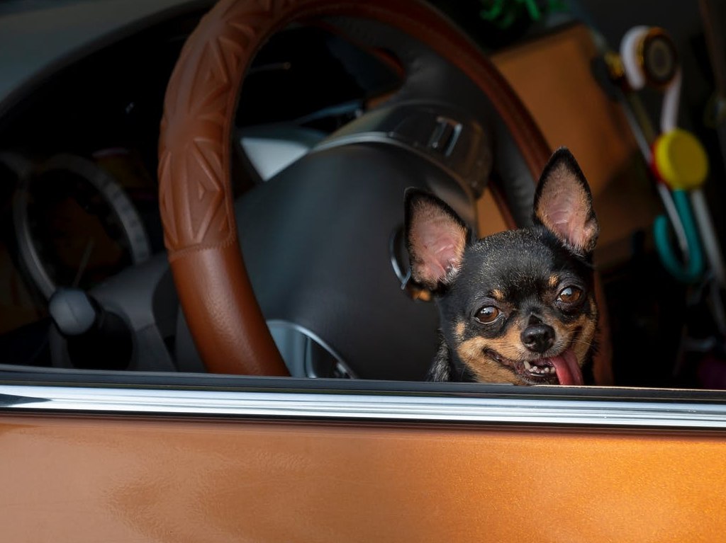 CDMX: ¿Hay multa por llevar a tu mascota en el auto?