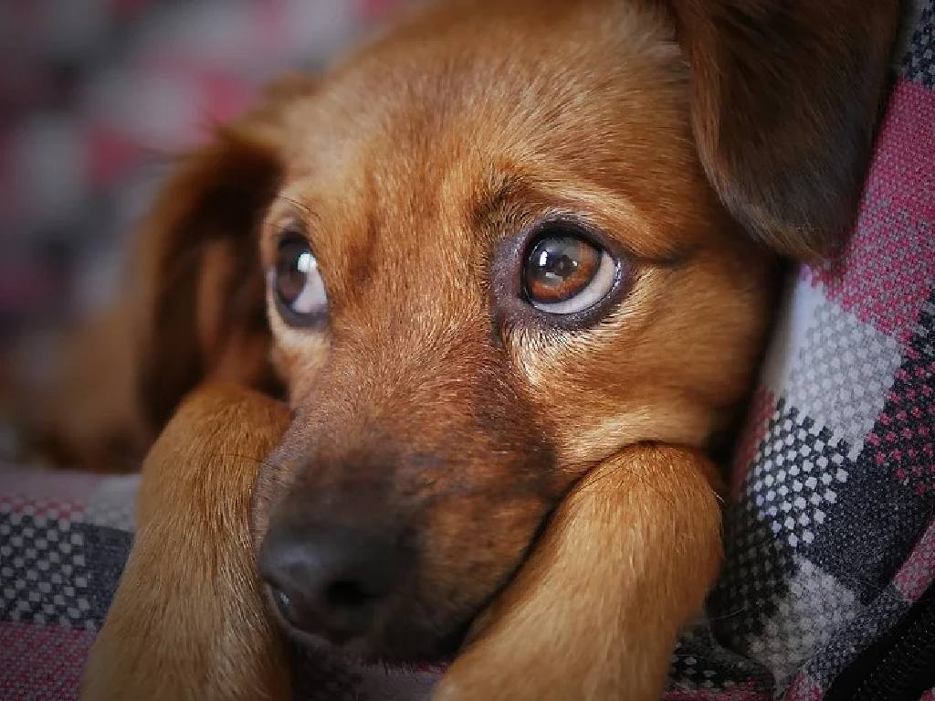 Día del perro callejero: Estrategias empresariales para ayudar a los lomitos
