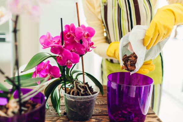 Tips para recuperar o revivir una orquídea marchita