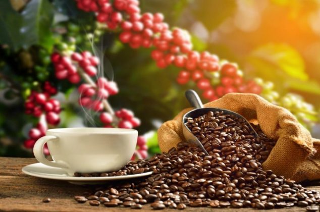 Aprende cómo cultivar café en maceta en solo cinco pasos