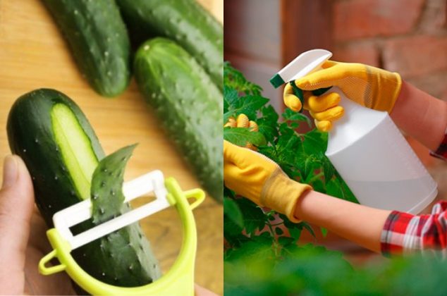 Cómo preparar insecticida casero con cáscaras de pepino para tus plantas