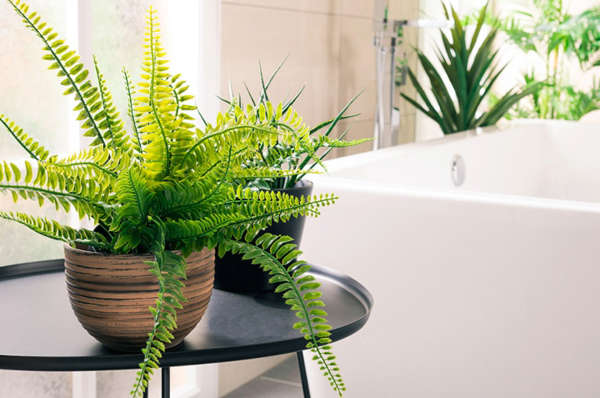 Plantas que ayudan a eliminar los malos olores del baño