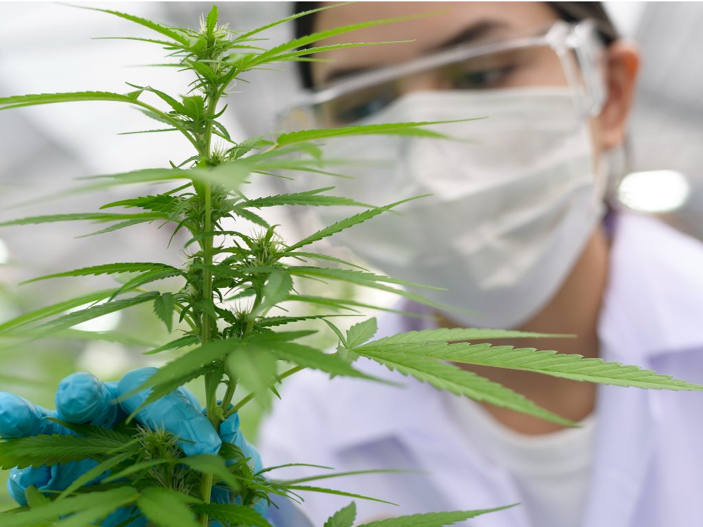 UNAM ofrece diplomado sobre el uso medicinal de la cannabis