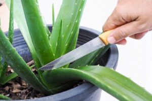Usos de la cáscara de aloe vera o sábila que debes conocer