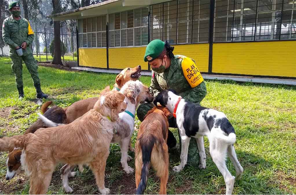Los perritos de Santa Lucía: El albergue de mascotas en el AIFA