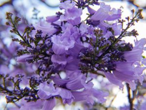 ¿Quién trajo las jacarandas a México? Conoce la historia de Matsumoto