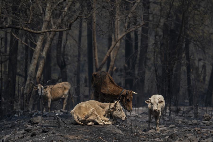 Incendio en Sierra de Santiago suma 15 días activo, ha afectado 3 mil hectáreas