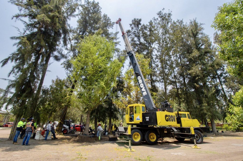 asi-luce-ahuehuete-en-paseo-de-la-reforma-en-cdmx