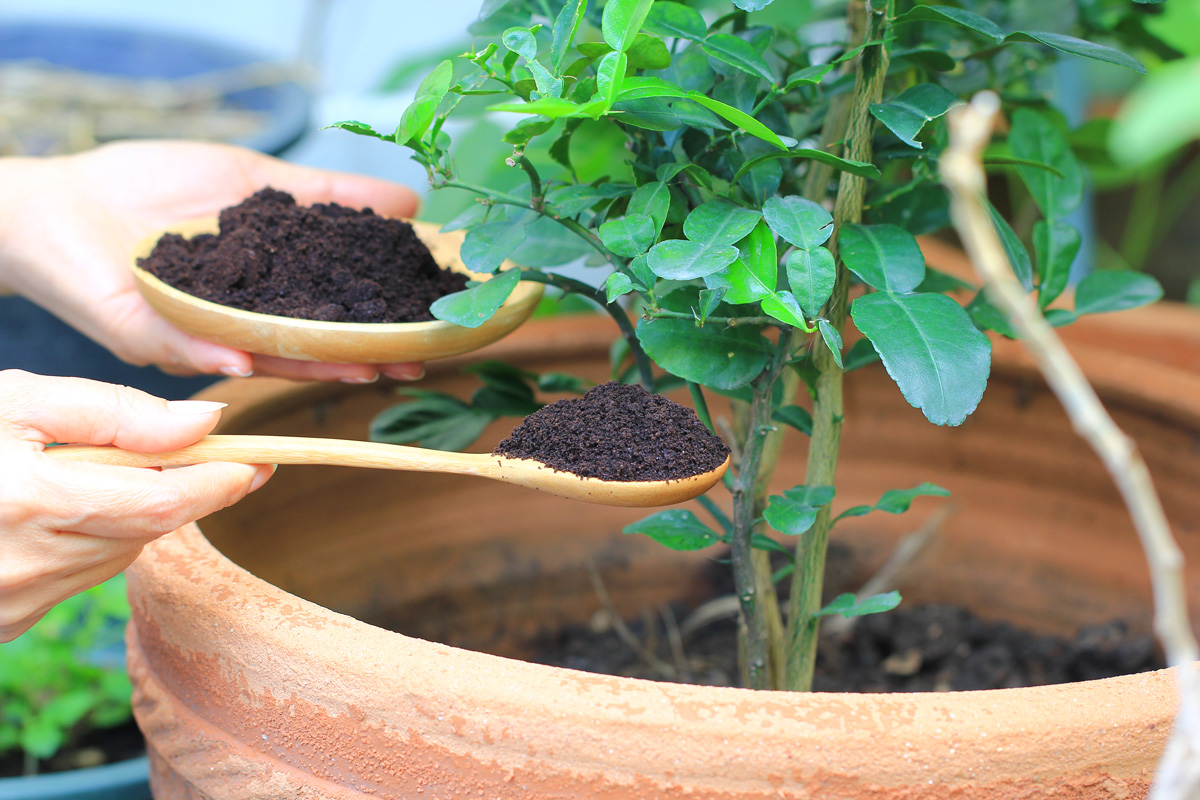 ¿Tus plantas se secan? Descubre cómo hacer fertilizante casero para revivirlas