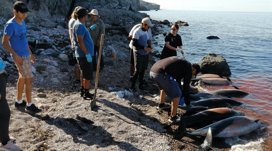 Localizan 30 delfines muertos varados en playa de Baja California Sur