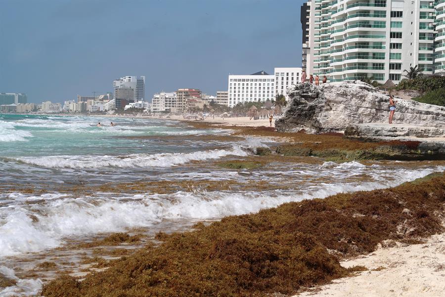 Sargazo invade playas mexicanas, así luce costa de Quintana Roo