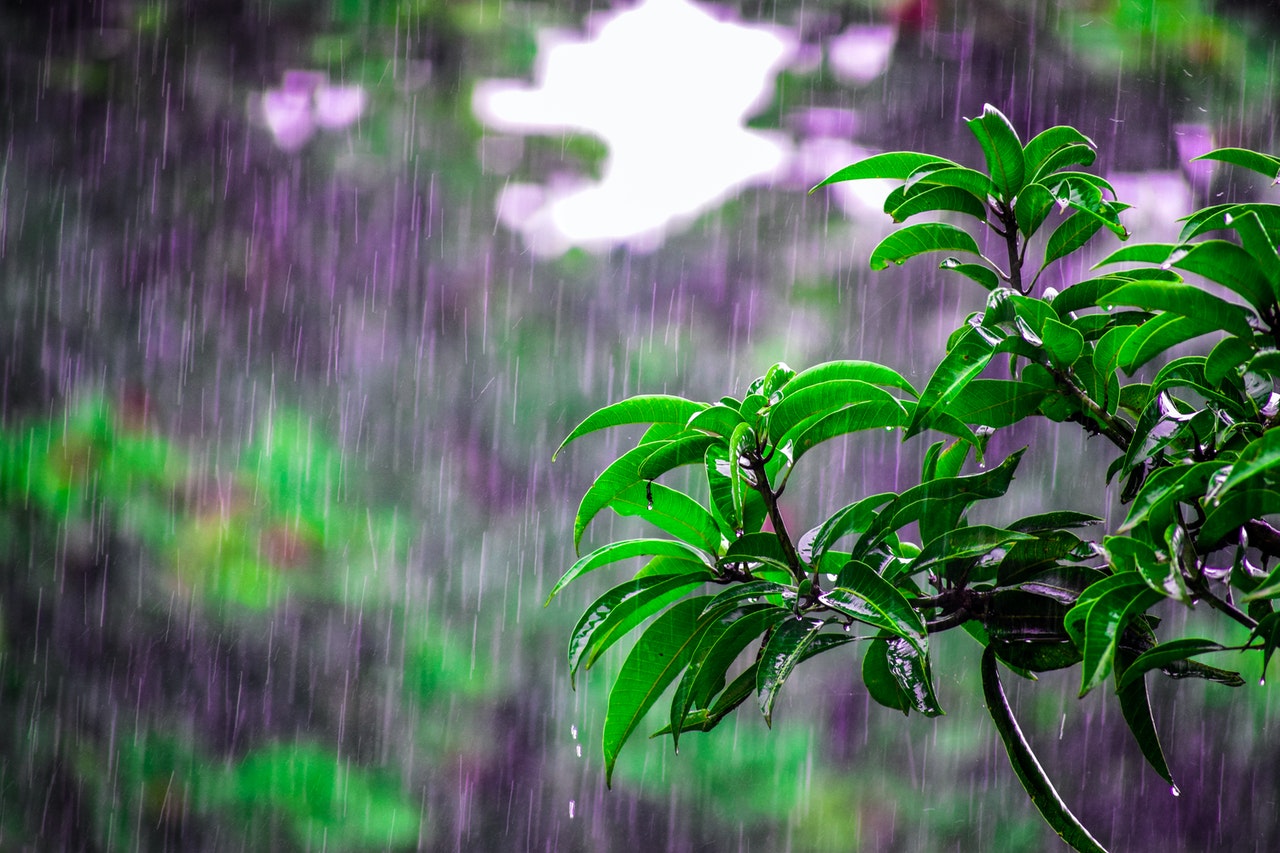 Cuidados especiales para que la lluvia no dañe tus plantas