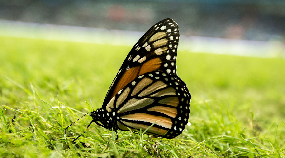 Mariposa monarca, nueva especie bajo amenaza de extinción