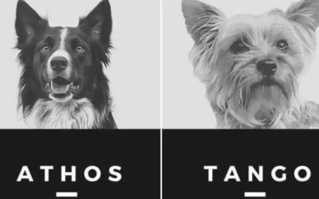 historico-dan-10-anios-de-prision-a-hombre-que-asesino-perros-en-queretaro (1)