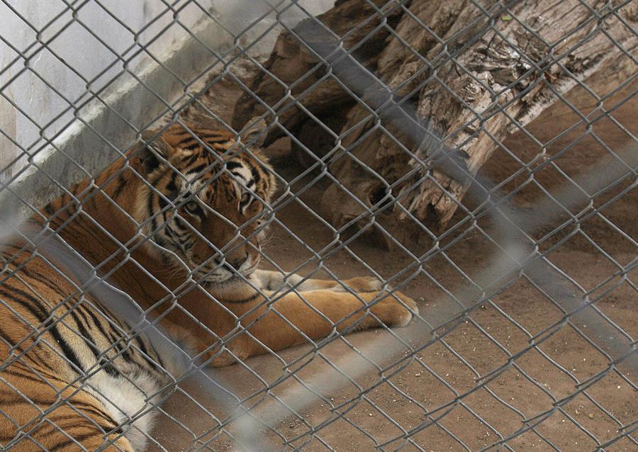 Salvan a dos tigres de bengala que sufrían maltrato en santuario de México