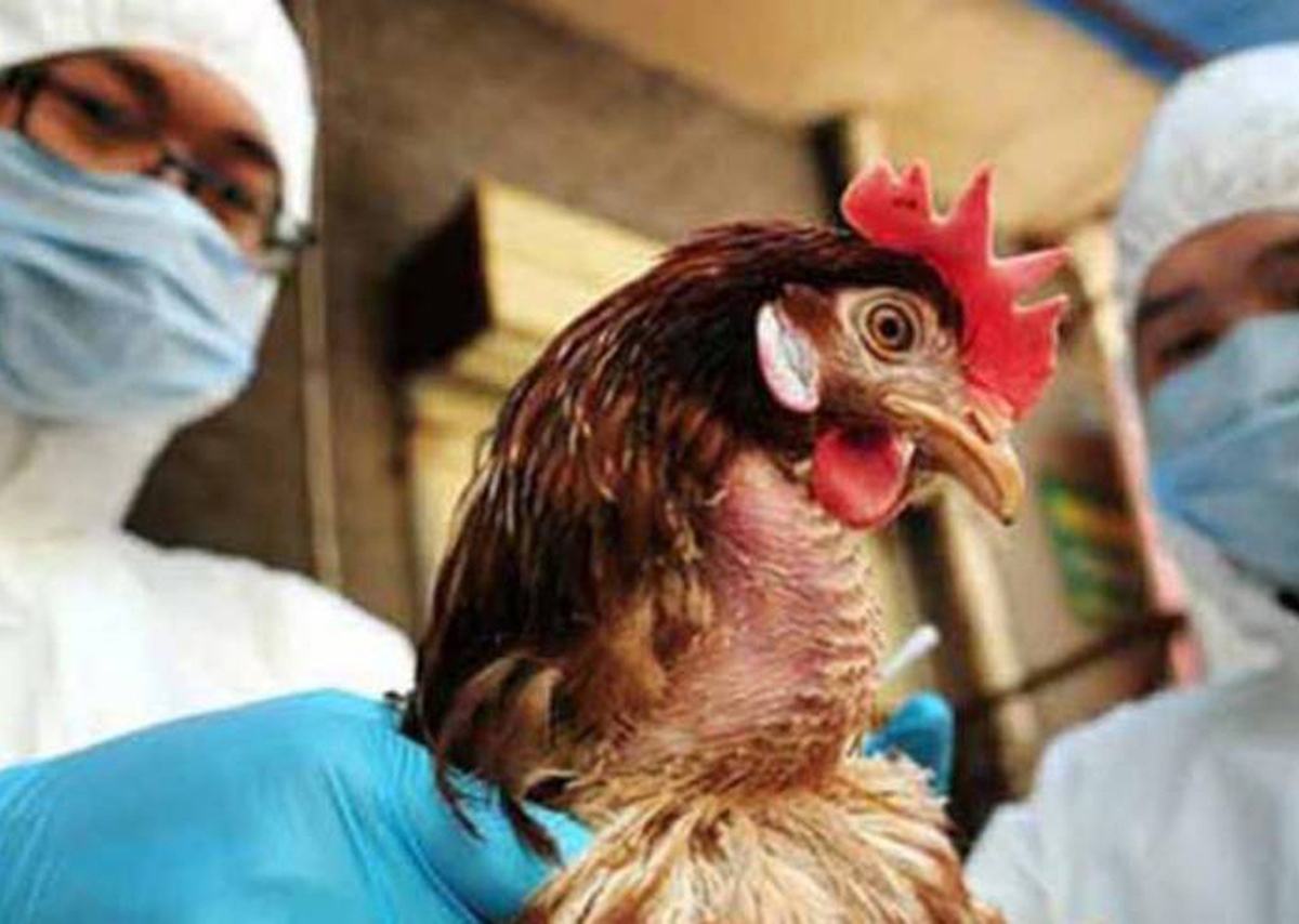 México detecta primer caso de gripe aviar H5N1