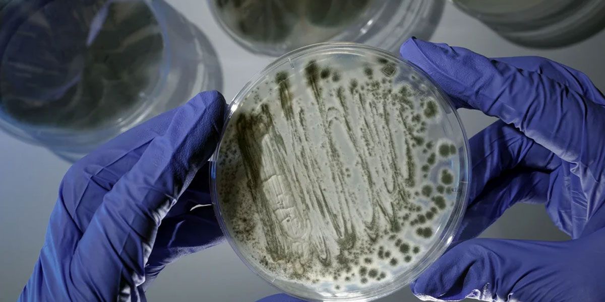 OMS elabora su primera lista de hongos más peligrosos para la salud humana