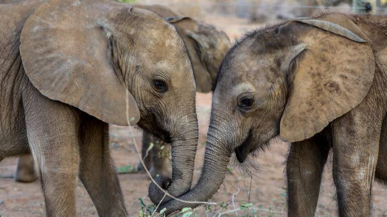La sequía mata en Kenia a mil 235 animales salvajes, incluidos 205 elefantes