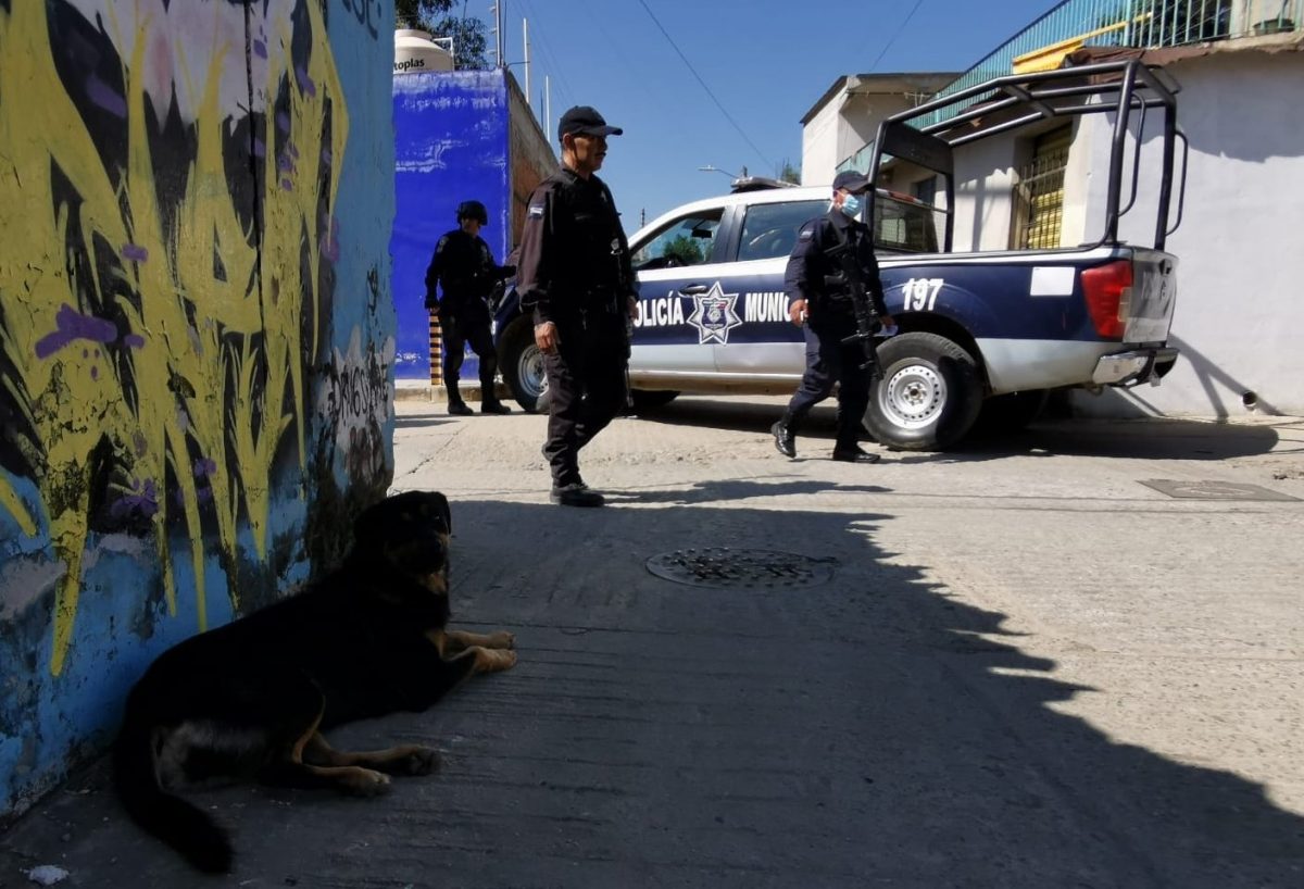 Captan a dos perros paseando con restos humanos, en Oaxaca