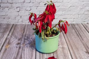 Señales de que una flor de nochebuena está enferma y cómo cuidarla