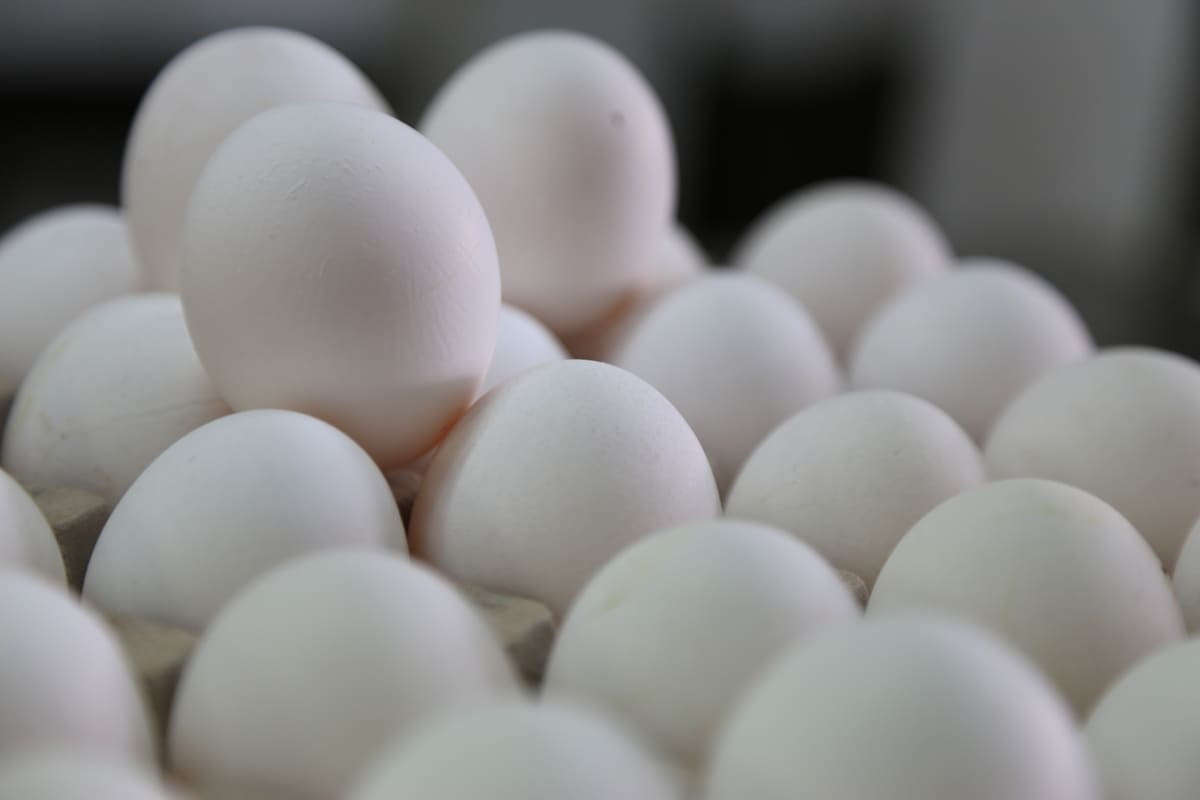 Precio del kilo de huevo está por debajo de los 30 pesos en estas ciudades