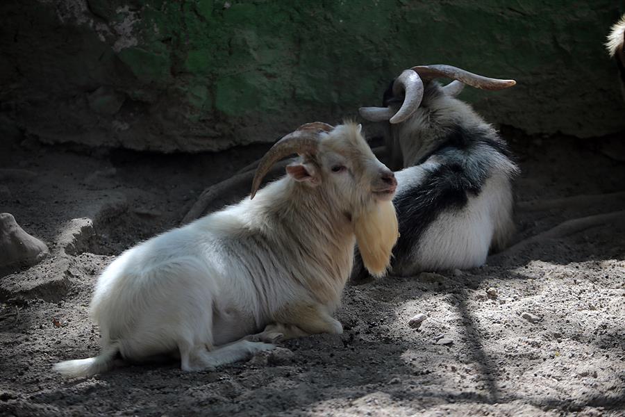 Investigan a Zoológico de Guerrero por sacrificar y cocinar a sus animales