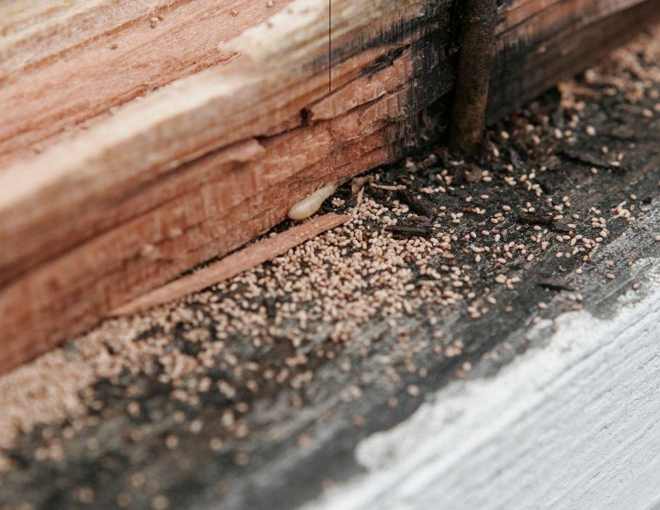 Métodos caseros para eliminar las termitas en muebles de cocina