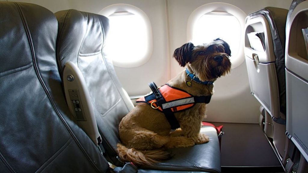 Viajar en avión con tu mascota
