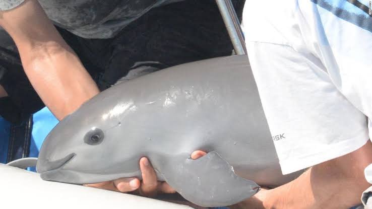 Conservación de la vaquita marina, el gran desafío de México