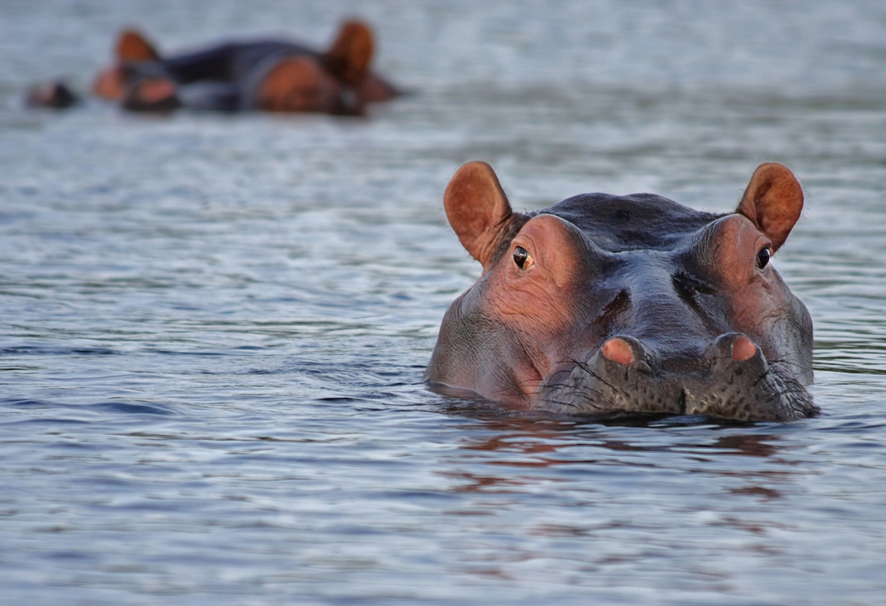 Muere uno de los hipopótamos de Pablo Escobar, chocó contra un vehículo