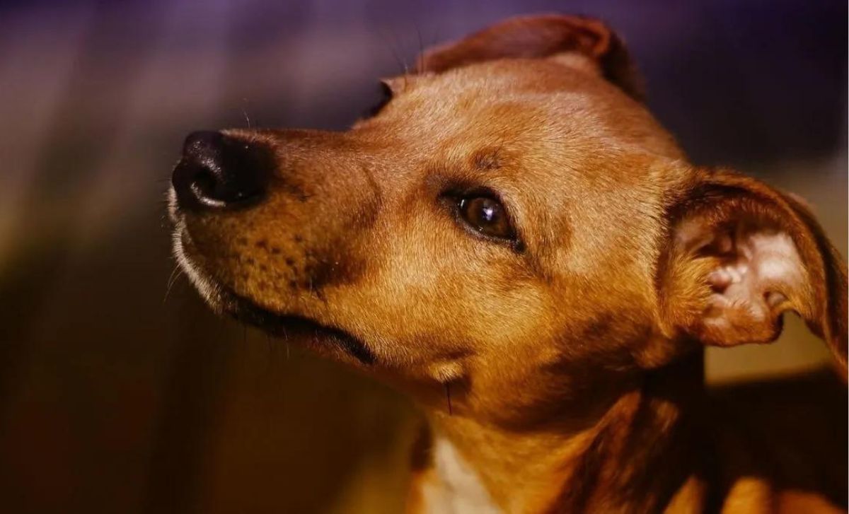 28 de mayo: Día Mundial del perro sin raza, por esta razón se celebra