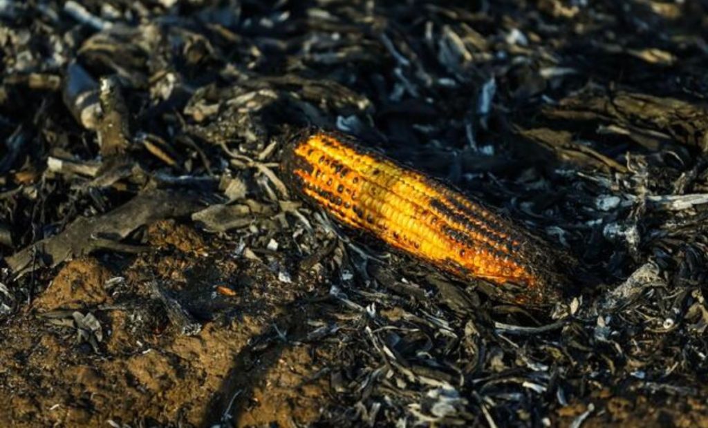 cenizas-si-son-comestibles