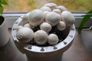 Así puedes cultivar champiñones en maceta