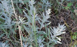 Estafiate, planta medicinal para cuidar tu estómago