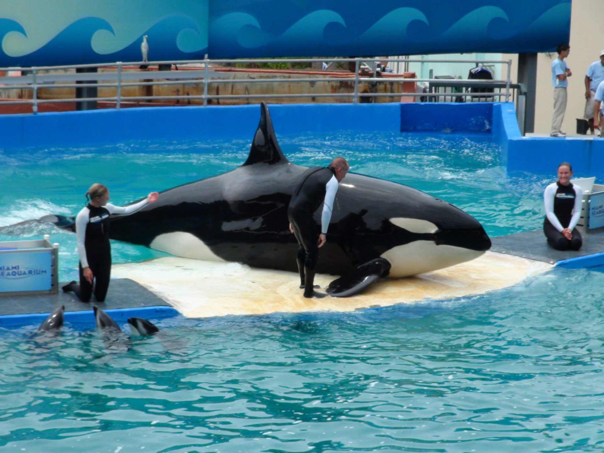 Lolita, la orca que dejará el cautiverio tras 50 años resguardada
