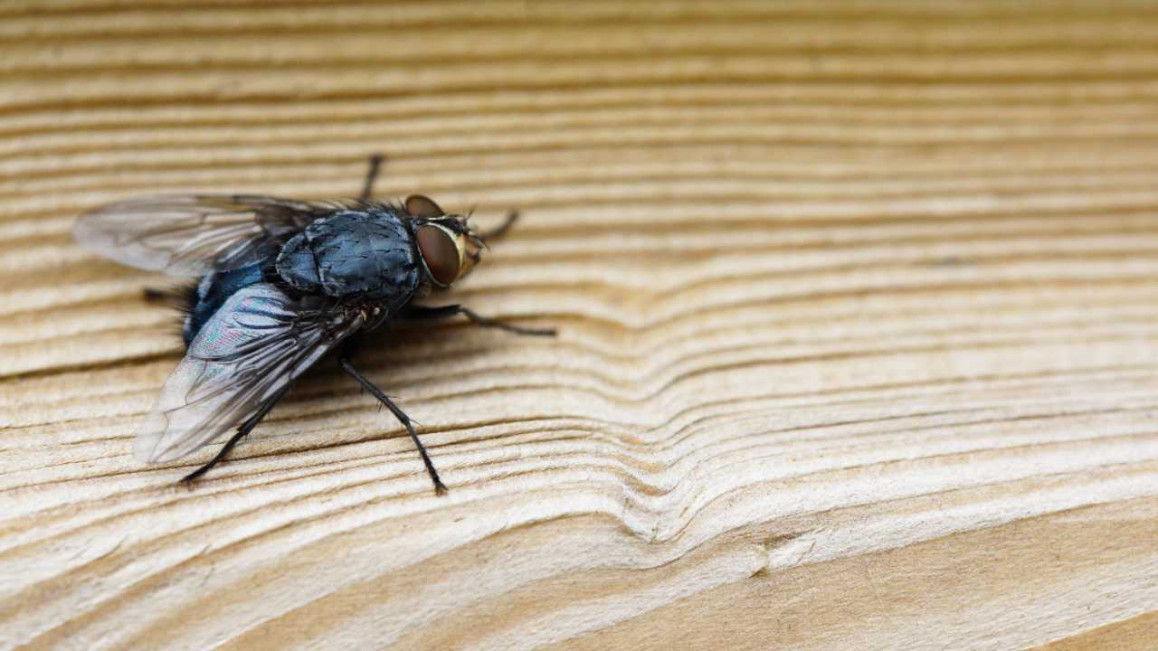 Trucos infalibles para eliminar moscas dentro de la casa