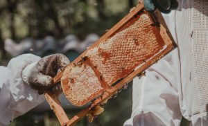 Abeja reina: el insecto líder al que le debemos la miel