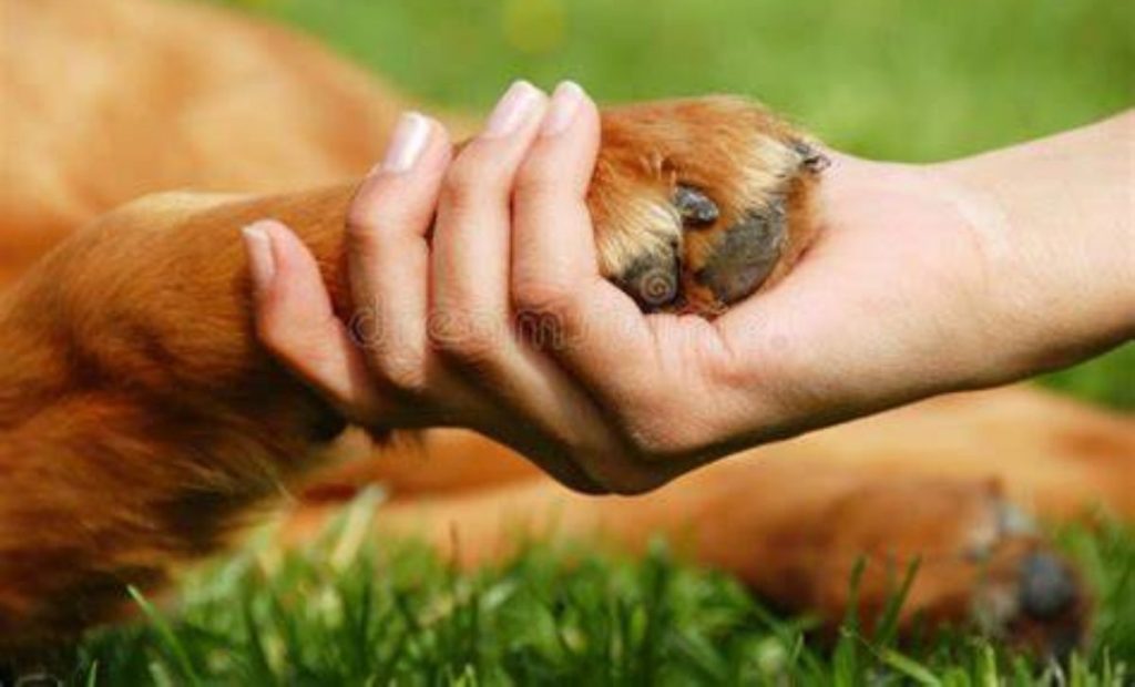 amlo-va-por-reforma-para-reconocer-derechos-de-animales