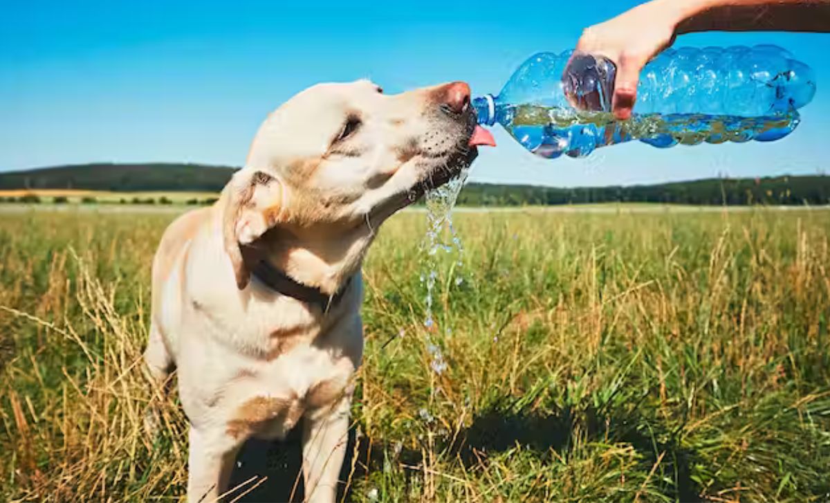 Cómo proteger a tus mascotas de la ola de calor