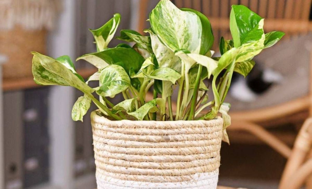 Conoce plantas para refrescar tu casa y dile adiós al calor 