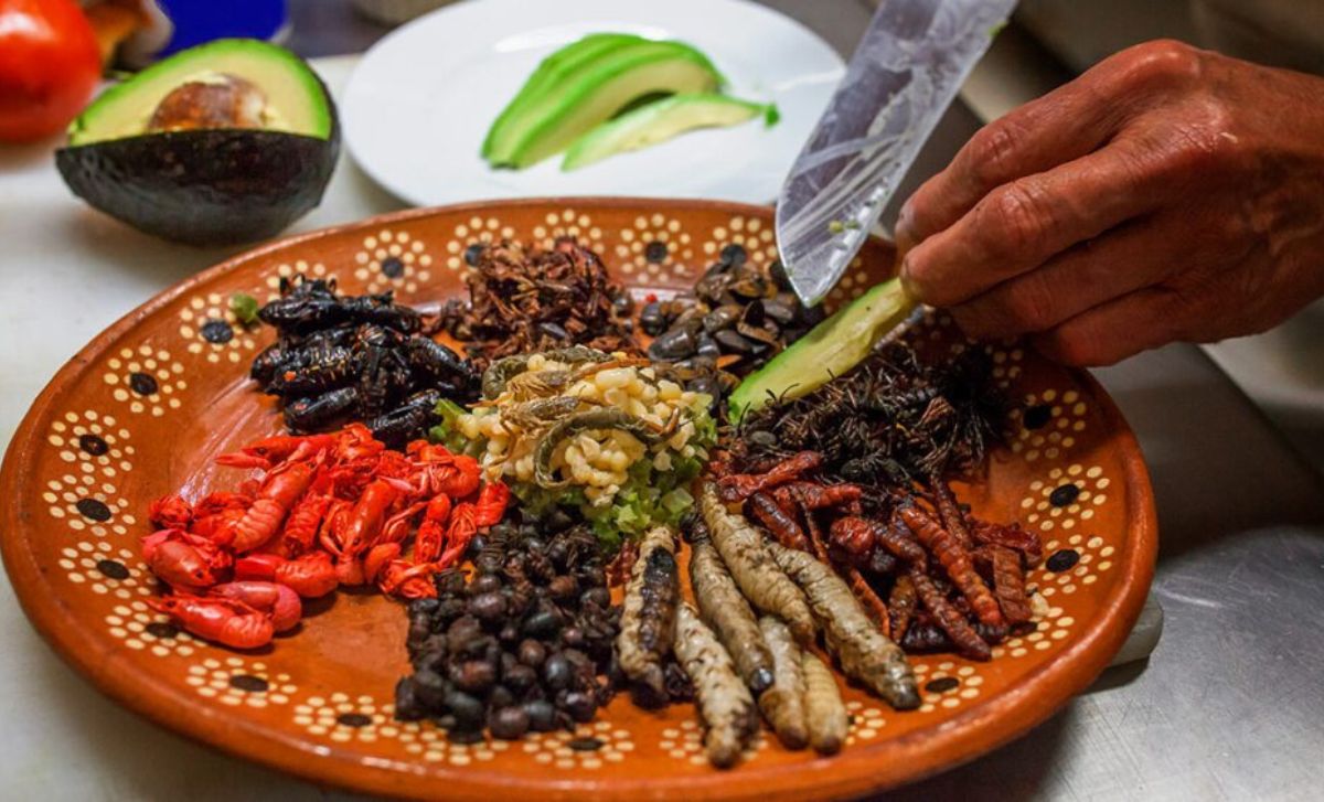 Insectos comestibles poco conocidos en México