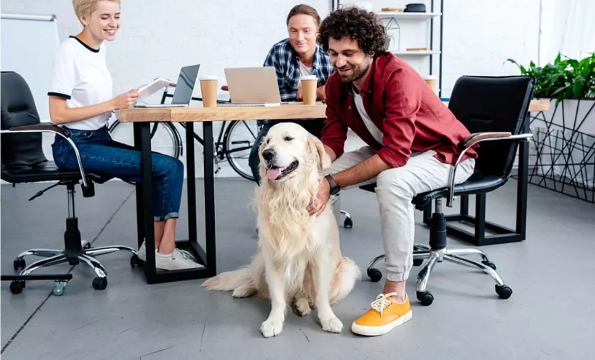 Oficinas pet-friendly te pueden ayudar con tu productividad