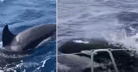 ¿Quién es Gladys? La orca que se ha vuelto famosa en redes sociales por hundir barcos