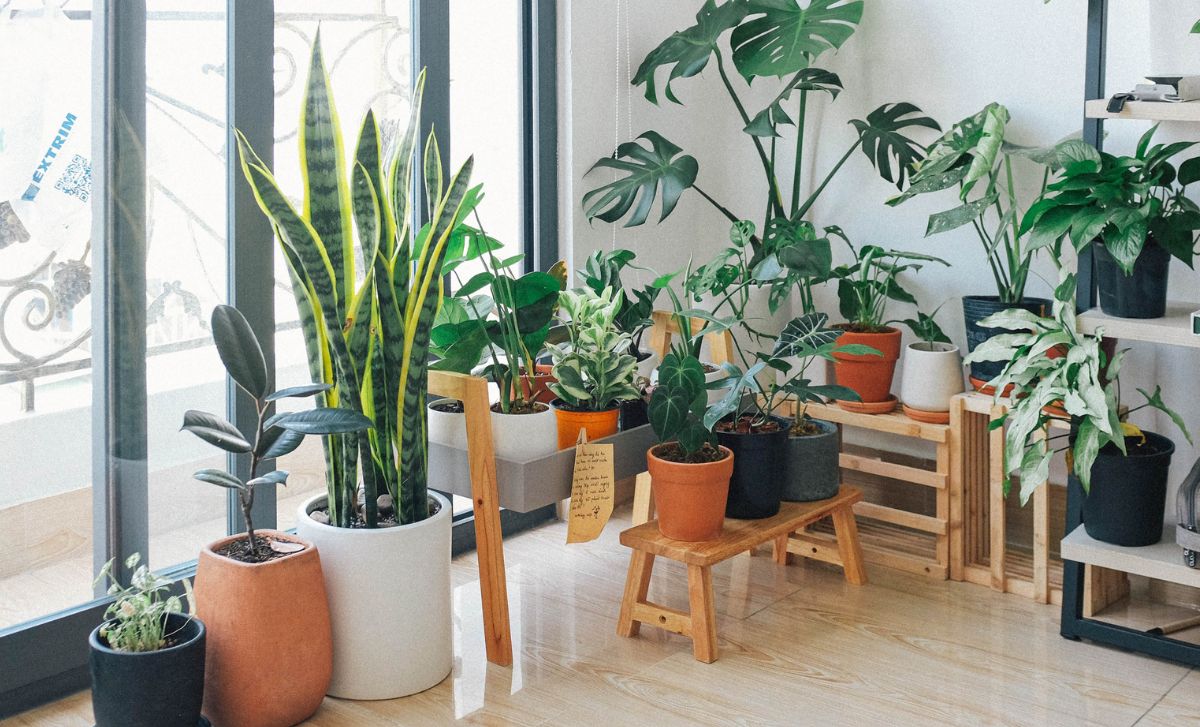 Maneras diferentes de reproducir plantas en casa