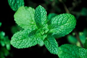 Hierbabuena: Conoce sus beneficios y usos en la cocina